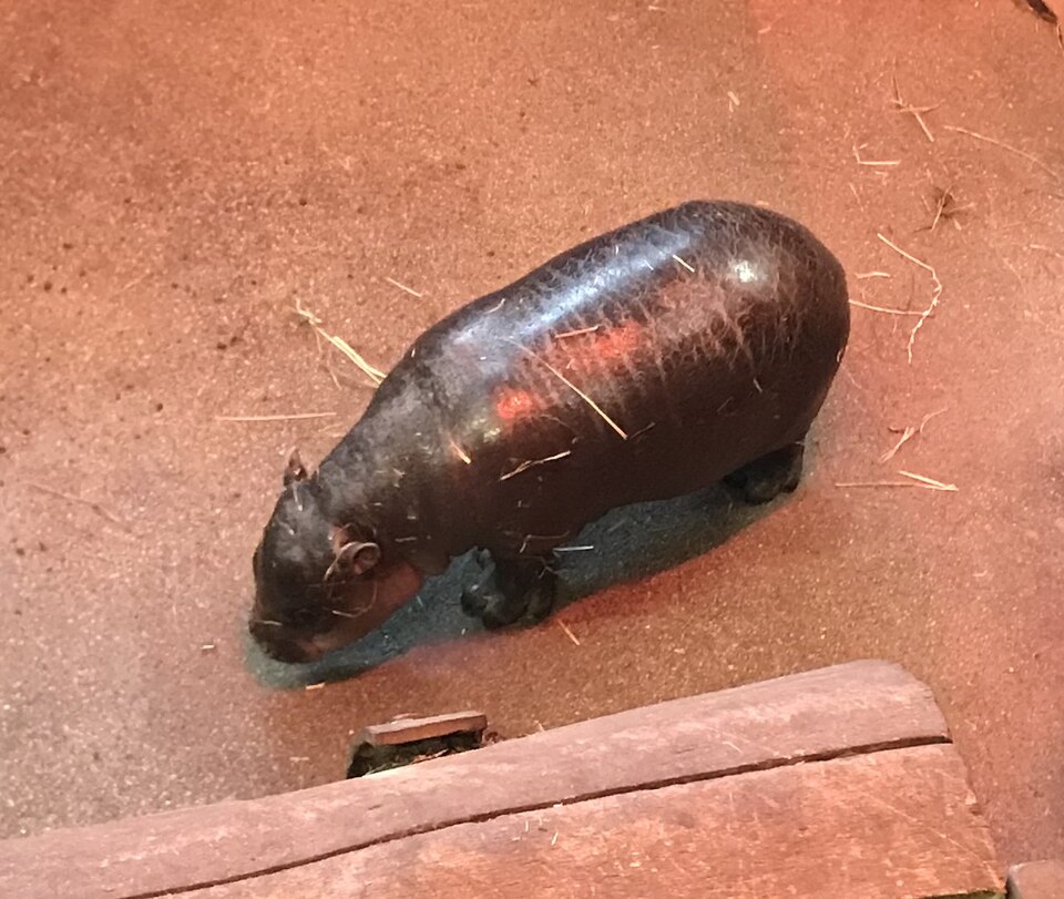 エディンバラの食